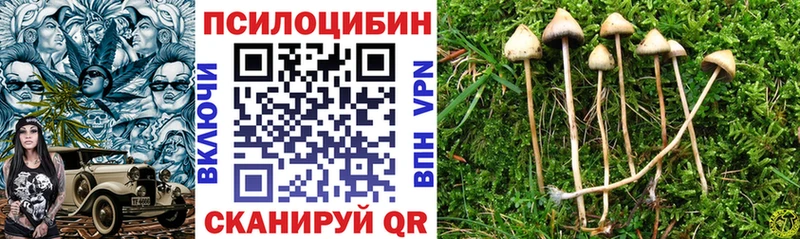 kraken как зайти  это клад  Новоалександровск  Псилоцибиновые грибы Psilocybe  где можно купить  